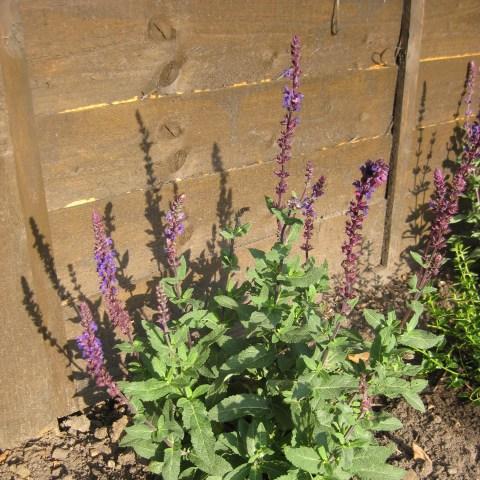 Balkan Clary Sage Caradonna in the GardenTags plant encyclopedia
