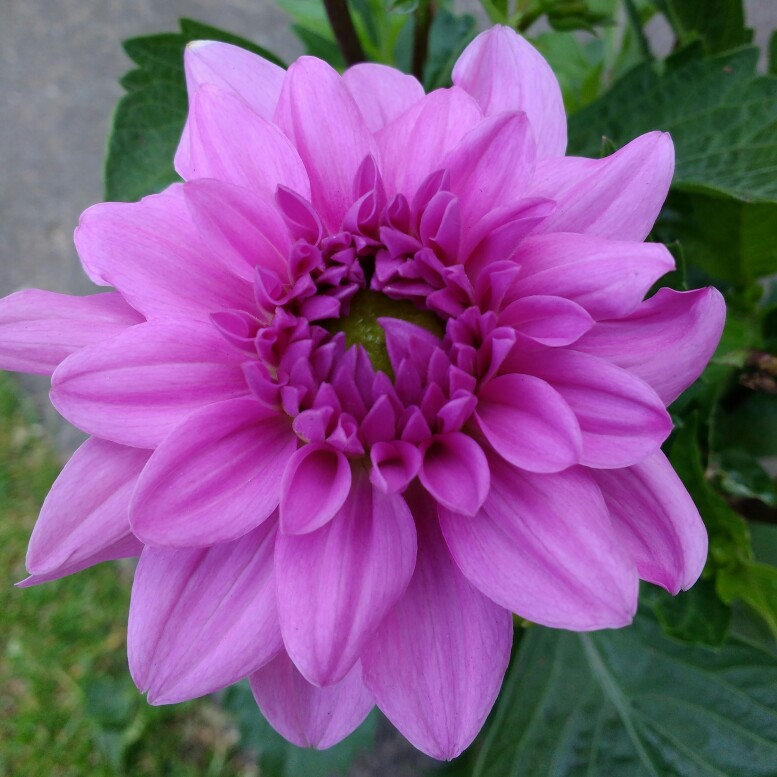 Dahlia Dalina Maxi Cozumel in the GardenTags plant encyclopedia Dahlia Dalina Maxi Cozumel in the GardenTags plant encyclopedia