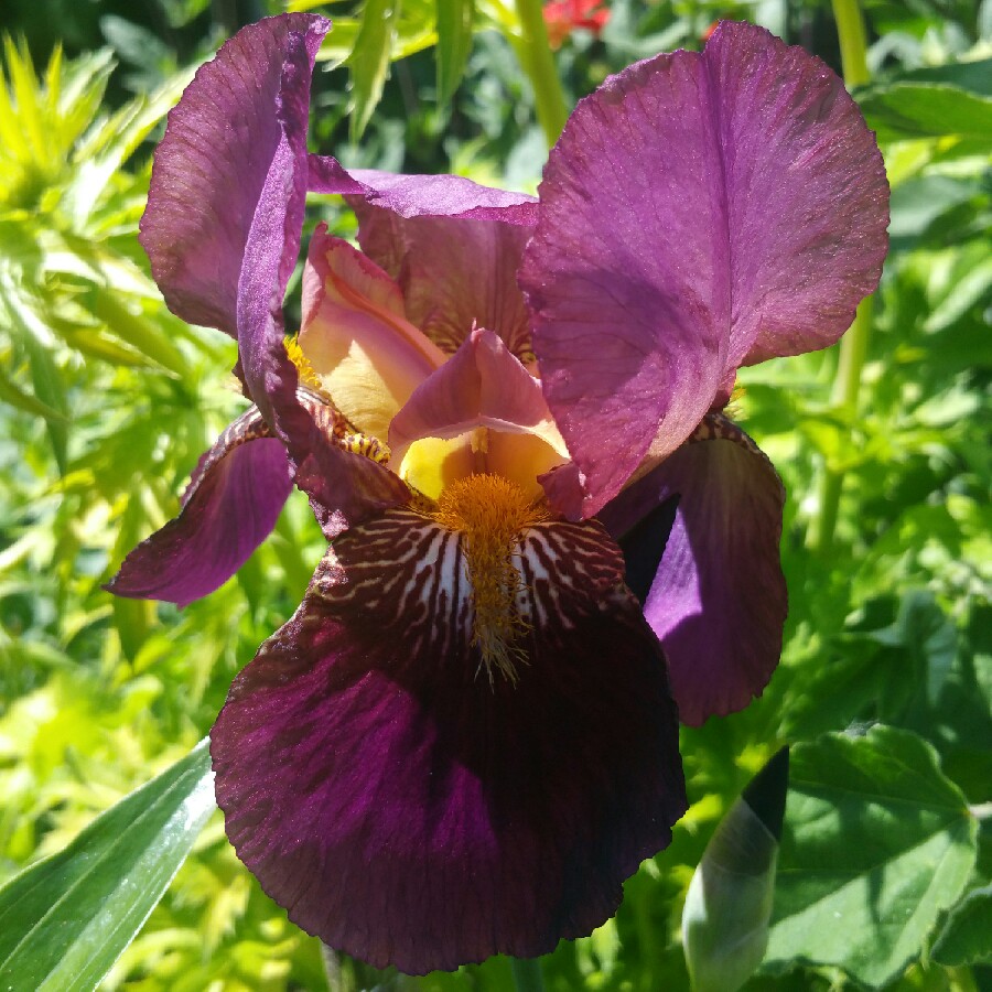 Iris x germanica Prince of Burgundy in the GardenTags plant encyclopedia Bearded Iris Prince of Burgundy (Intermediate) in the GardenTags plant encyclopedia