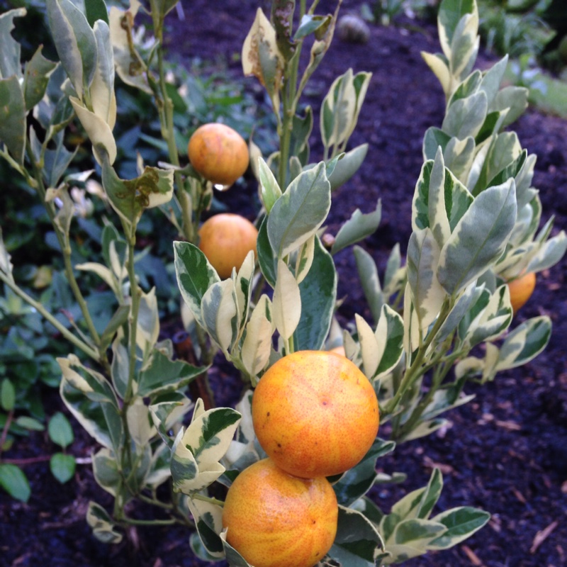 Citrus in the GardenTags plant encyclopedia Citrus Tree in the GardenTags plant encyclopedia