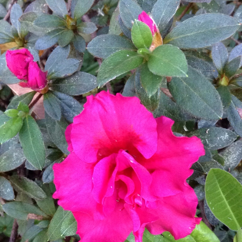 Rhododendron Red Wing in the GardenTags plant encyclopedia Azalea Red Wing in the GardenTags plant encyclopedia