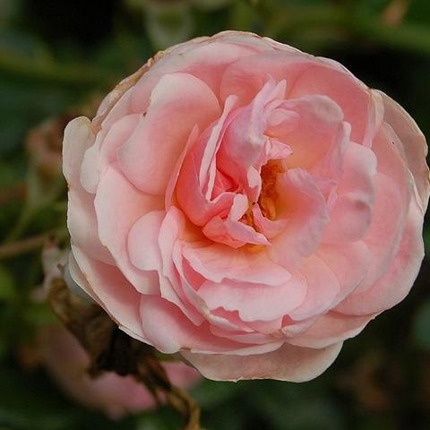 Rosa Lovely Bride in the GardenTags plant encyclopedia Rose Lovely Bride in the GardenTags plant encyclopedia