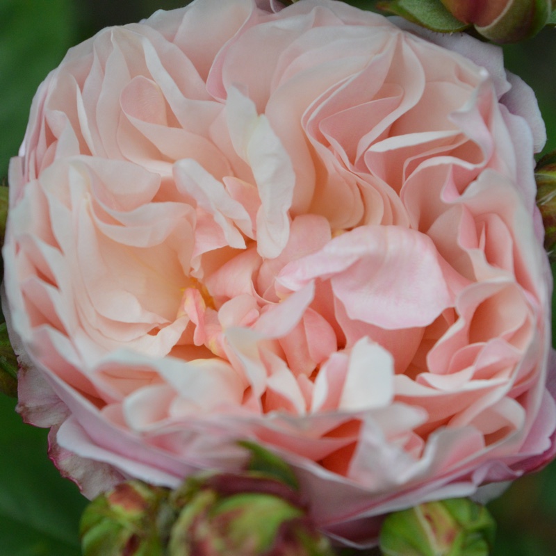 Rosa Pink Gruss an Aachen syn. Rosa Irene Watts in the GardenTags plant encyclopedia Rose Pink Gruss an Aachen (Floribunda) in the GardenTags plant encyclopedia