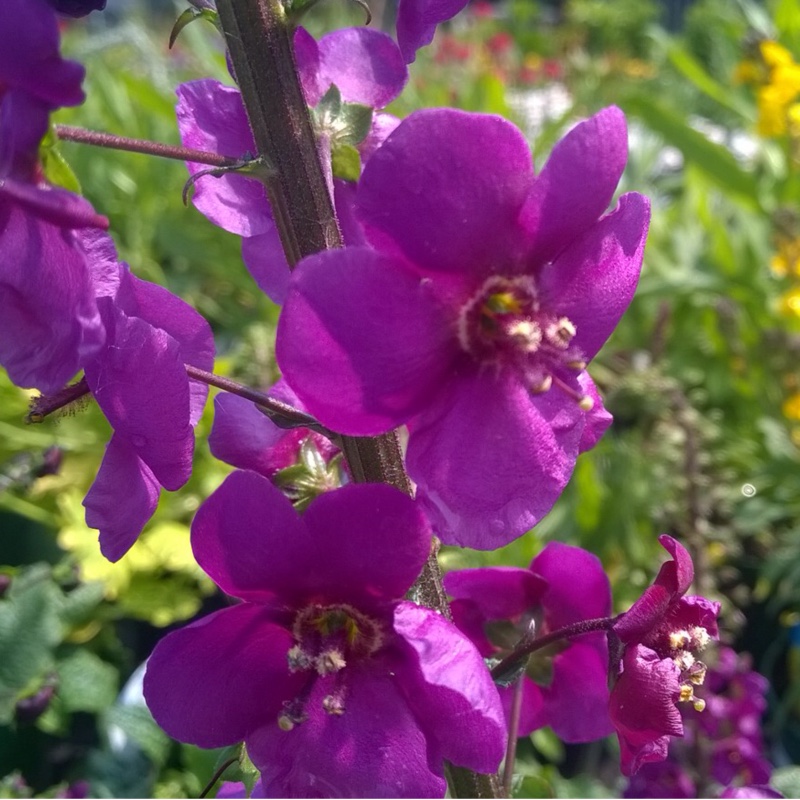 Verbascum Temptress Purple in the GardenTags plant encyclopedia Mullein Temptress Purple in the GardenTags plant encyclopedia