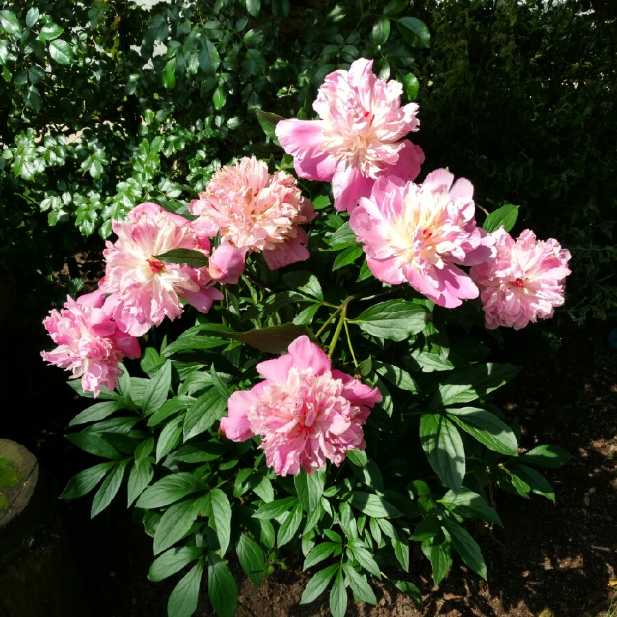 Paeonia lactiflora Chestine Gowdy in the GardenTags plant encyclopedia Peony Chestine Gowdy (Herbaceous) in the GardenTags plant encyclopedia