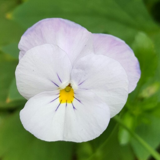 Nemesia maritana Scented Lady in the GardenTags plant encyclopedia Nemesia Scented Lady in the GardenTags plant encyclopedia