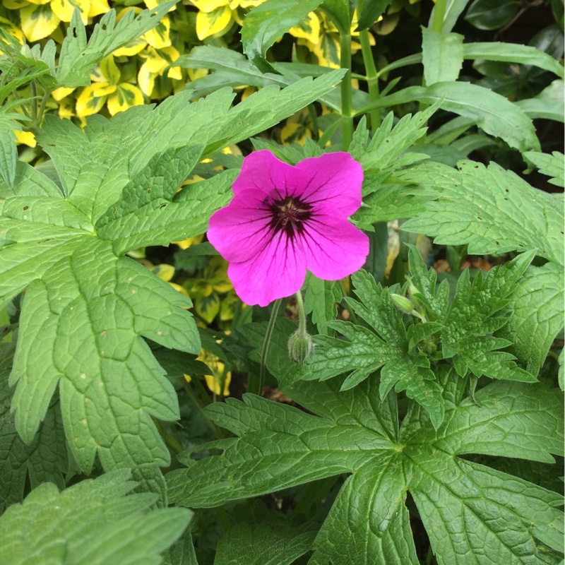 Geranium Patricia in the GardenTags plant encyclopedia Geranium Patricia in the GardenTags plant encyclopedia