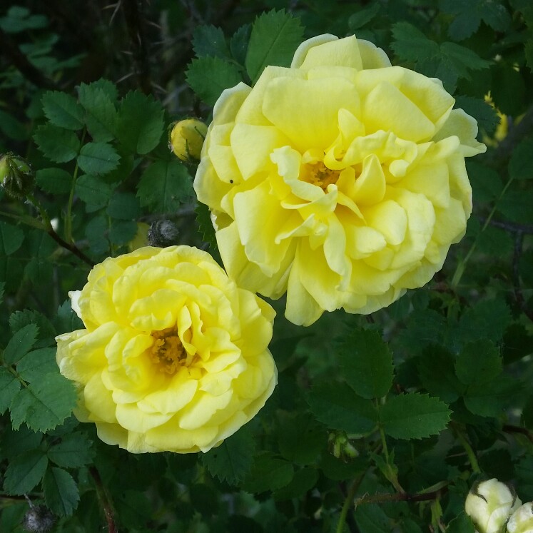 Rose Old Scotch Yellow in the GardenTags plant encyclopedia