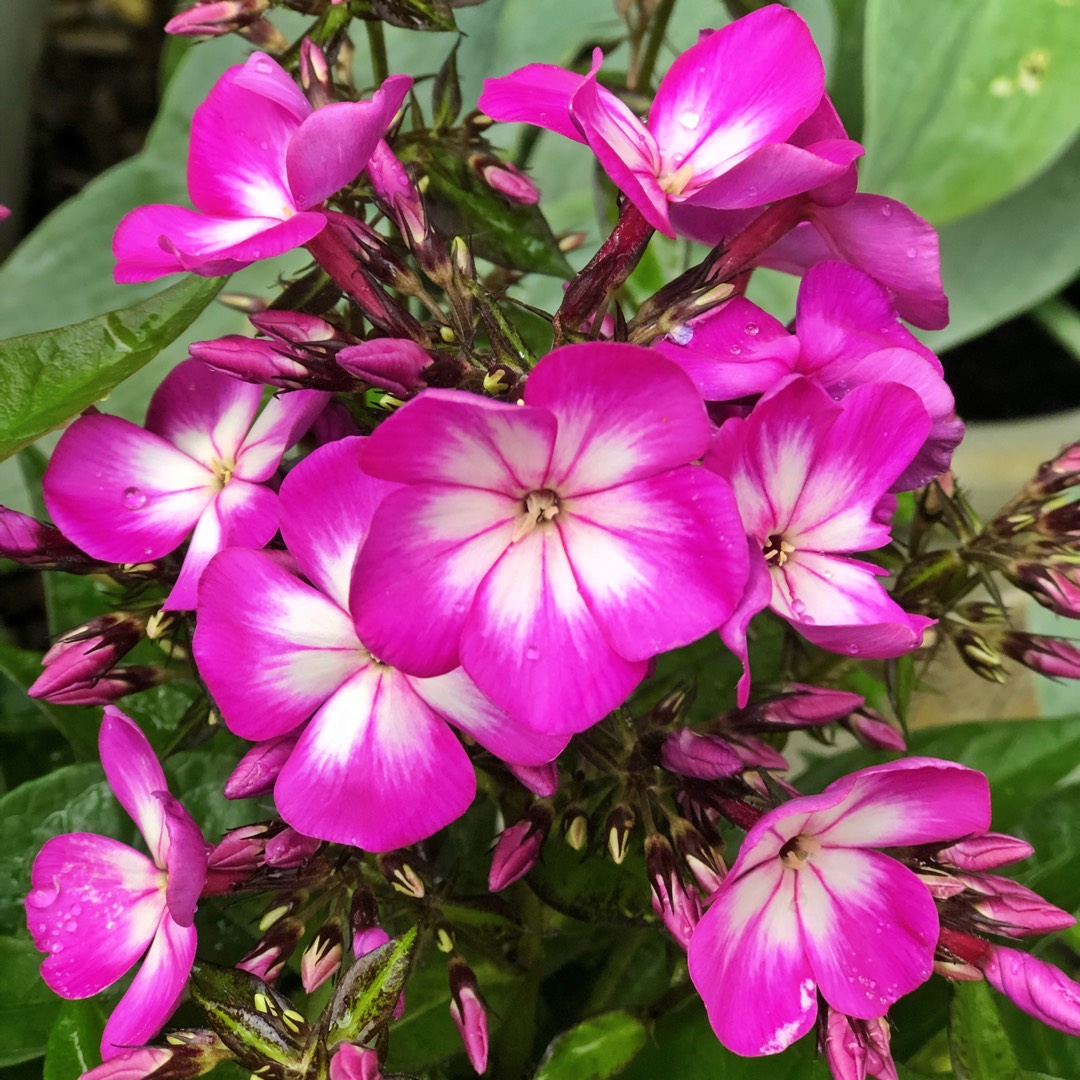Phlox paniculata Flame Purple Eye in the GardenTags plant encyclopedia Phlox Flame Purple Eye in the GardenTags plant encyclopedia