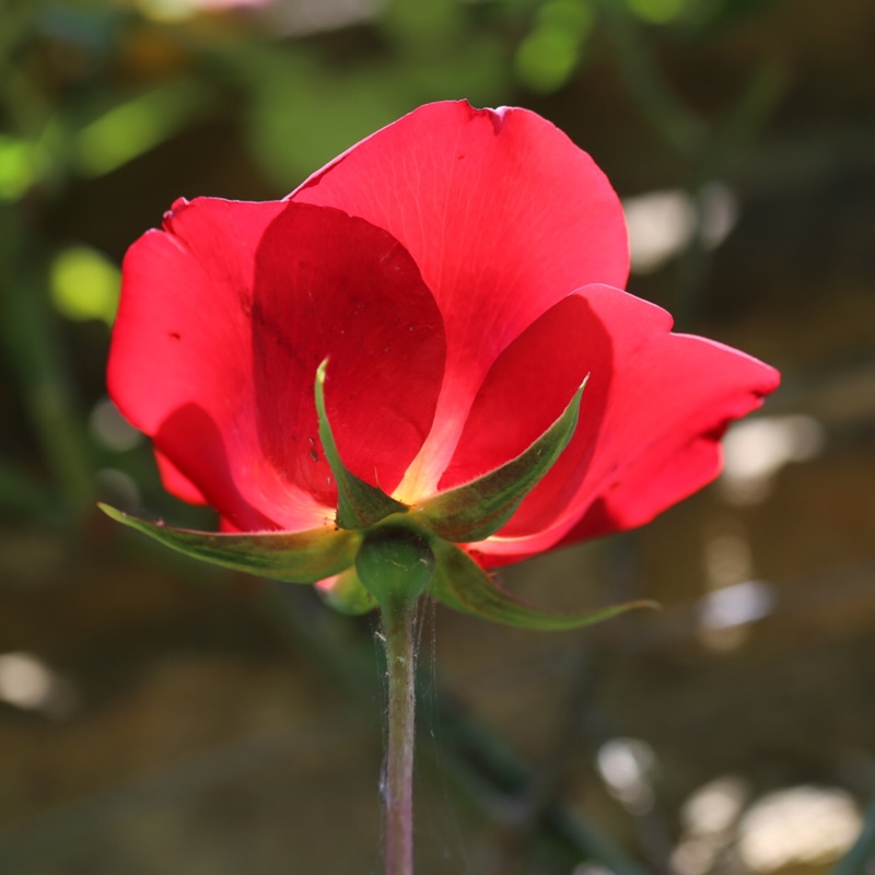Rosa Delmur syn. Rosa Altissimo, Rosa Altus, Rosa Sublimely Single in the GardenTags plant encyclopedia Rose Altissimo (Climbing Floribunda) in the GardenTags plant encyclopedia