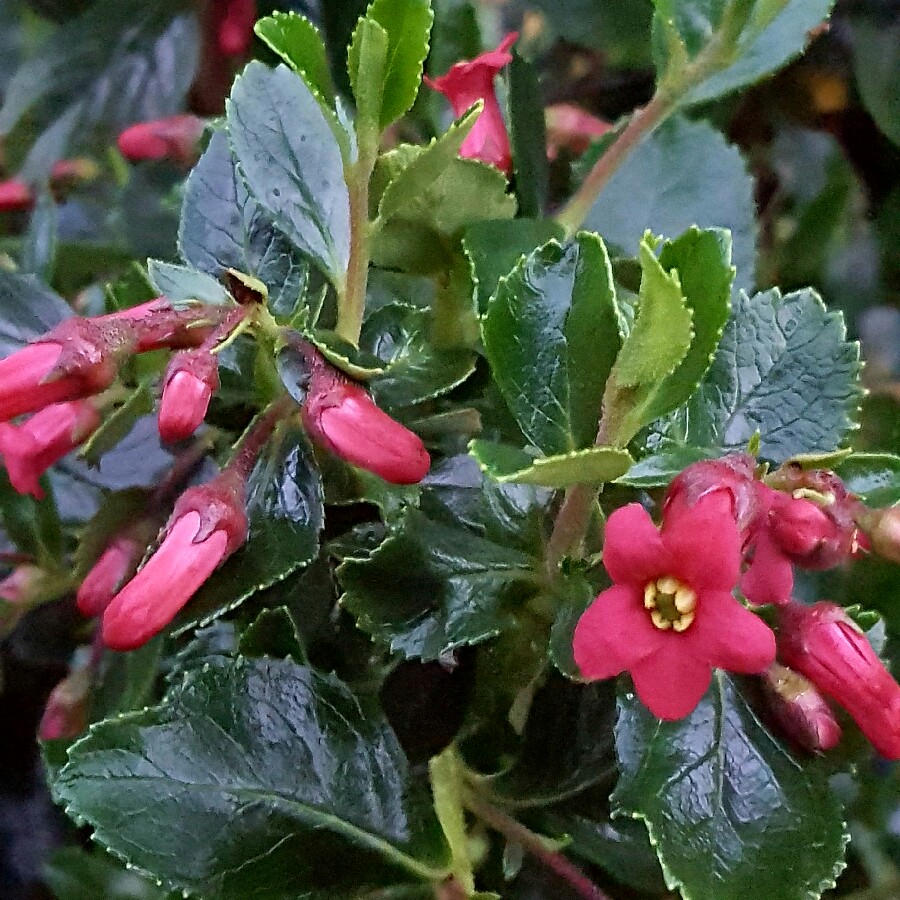 Escallonia rubra var. macrantha Crimson Spire in the GardenTags plant encyclopedia Escallonia Crimson Spire in the GardenTags plant encyclopedia