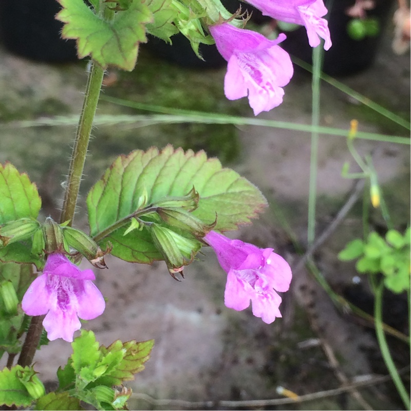 Clinopodium grandiflorum syn. Calamintha grandiflora in the GardenTags plant encyclopedia Large-flowered Calamint in the GardenTags plant encyclopedia