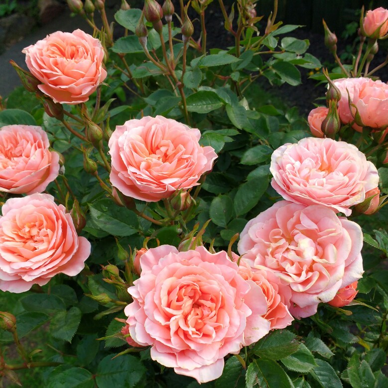 Rosa Sweet Wonder in the GardenTags plant encyclopedia Rose Sweet Wonder in the GardenTags plant encyclopedia