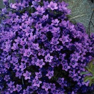 Campanula portendchlagiana Clockwise Deep Blue in the GardenTags plant encyclopedia Dalmation Bellflower in the GardenTags plant encyclopedia