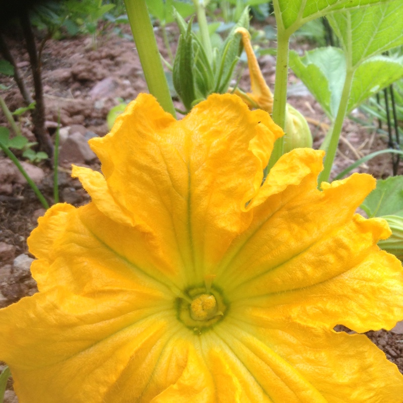 Cucurbita Pepo var. Cylindrica Tondo Di Piacenza in the GardenTags plant encyclopedia Courgette Tondo Di Placenza in the GardenTags plant encyclopedia