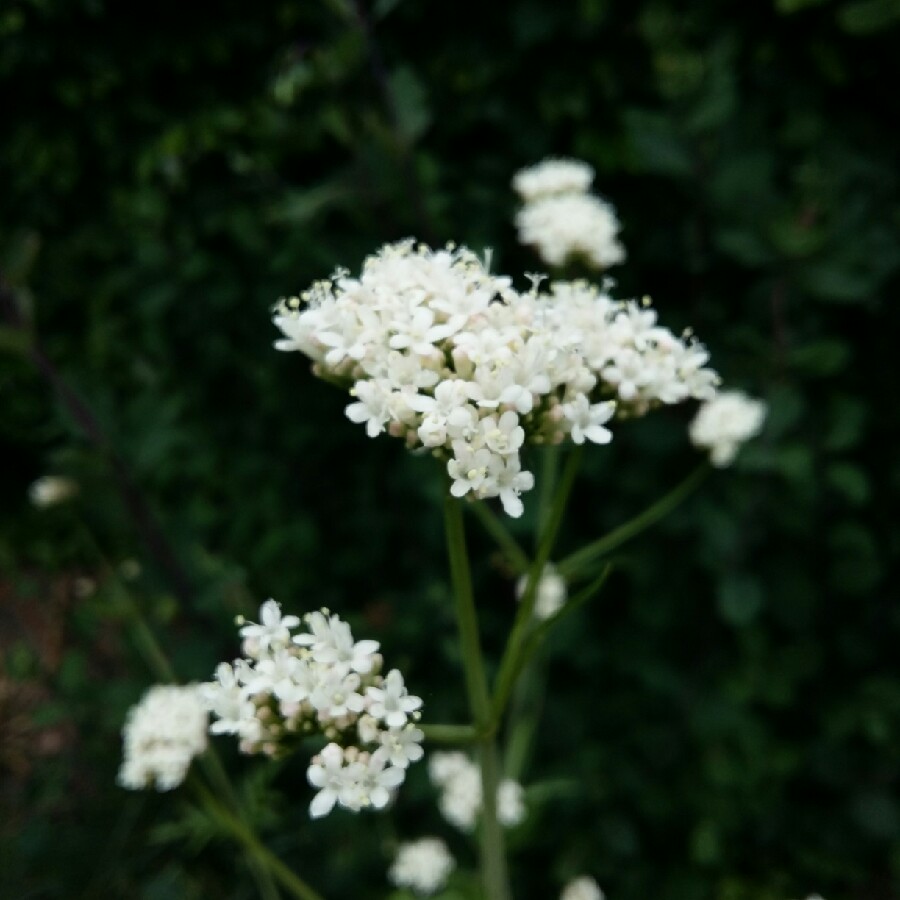 Valeriana Spring Sunshine in the GardenTags plant encyclopedia Valerian Spring Sunshine in the GardenTags plant encyclopedia