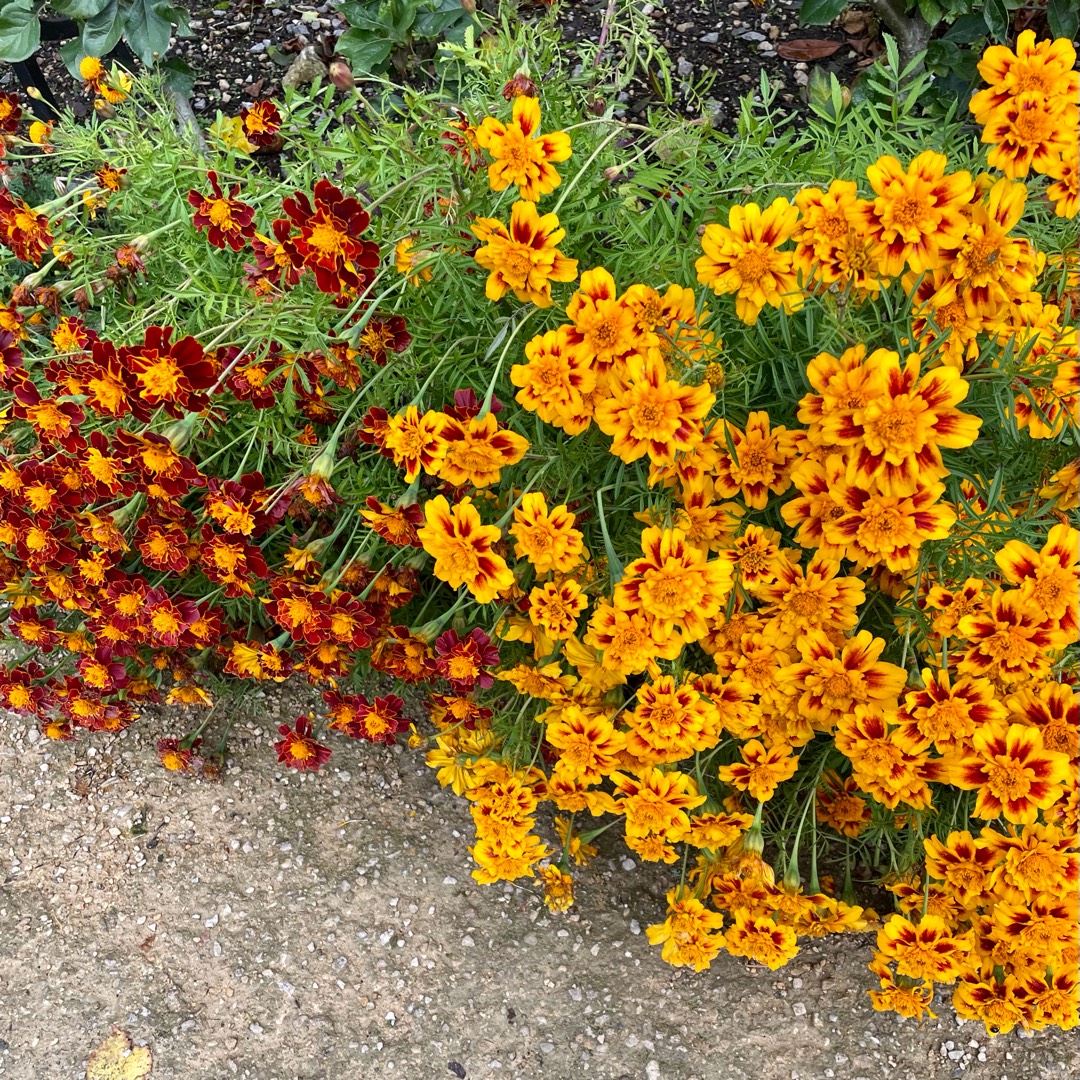 Tagetes patula Tiger Eyes in the GardenTags plant encyclopedia French Marigold Tiger Eyes in the GardenTags plant encyclopedia