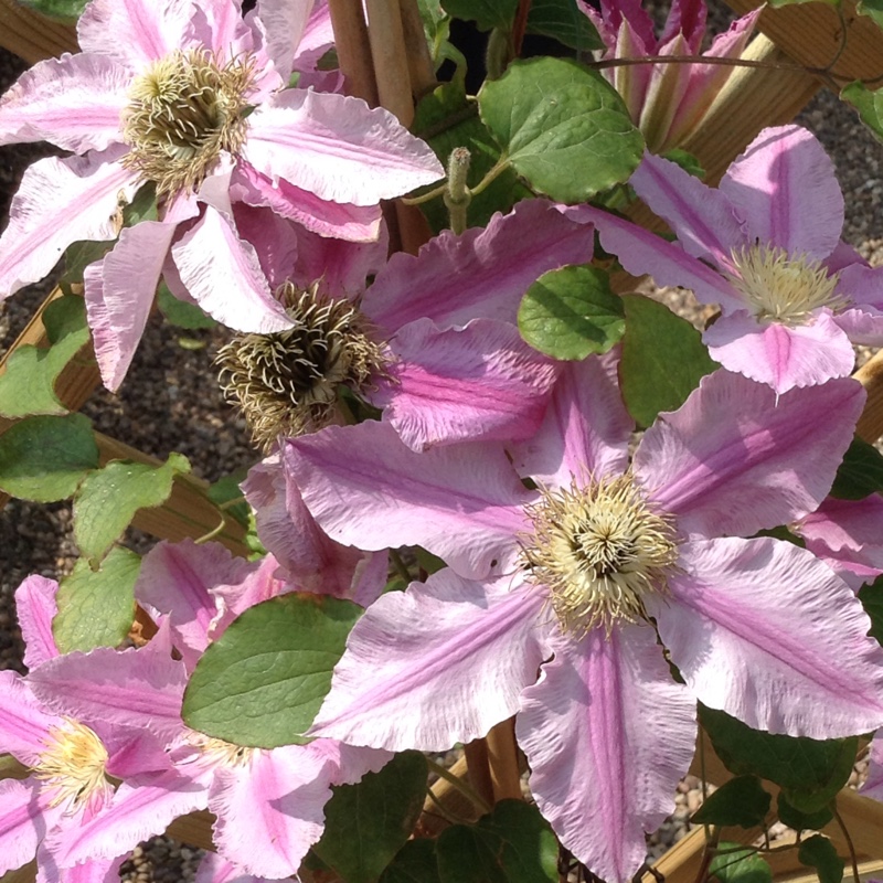 Clematis Abilene in the GardenTags plant encyclopedia Clematis Abilene in the GardenTags plant encyclopedia