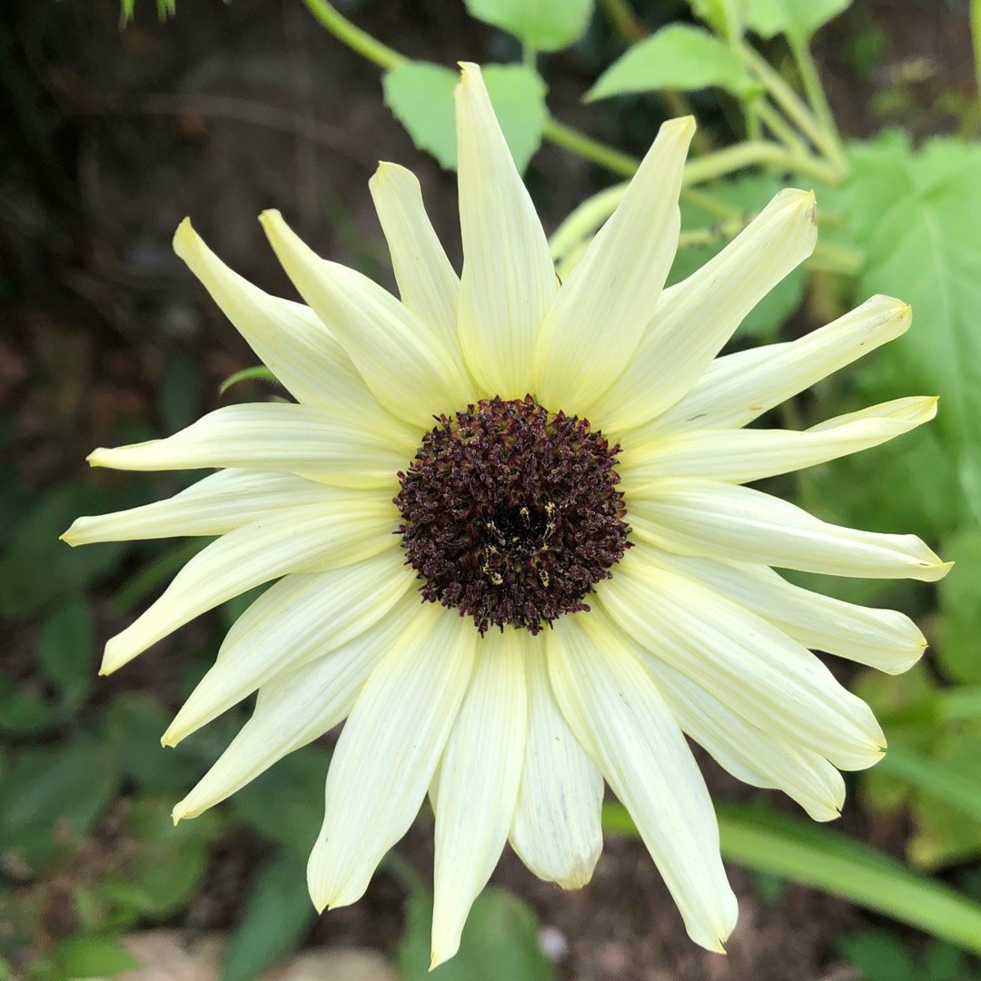 Helianthus annuus Valentine in the GardenTags plant encyclopedia Sunflower Valentine in the GardenTags plant encyclopedia