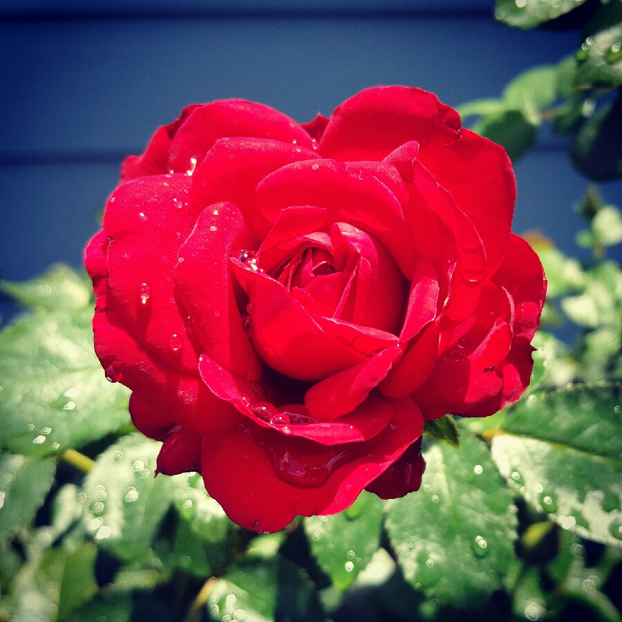 Rosa Desmond Tutu in the GardenTags plant encyclopedia Floribunda Rose Desmond Tutu in the GardenTags plant encyclopedia