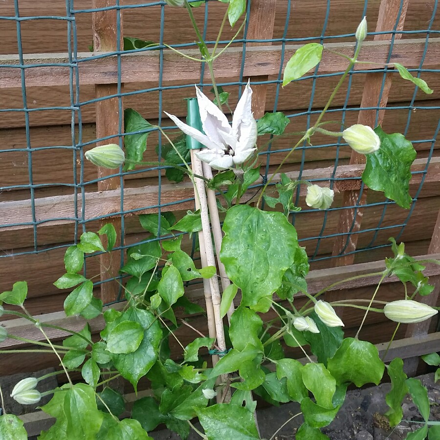 Clematis Beautiful Bride in the GardenTags plant encyclopedia