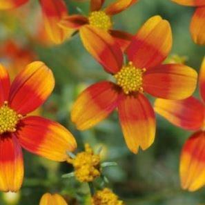 Beggarticks Hawaiian Flare Orange Drop in the GardenTags plant encyclopedia