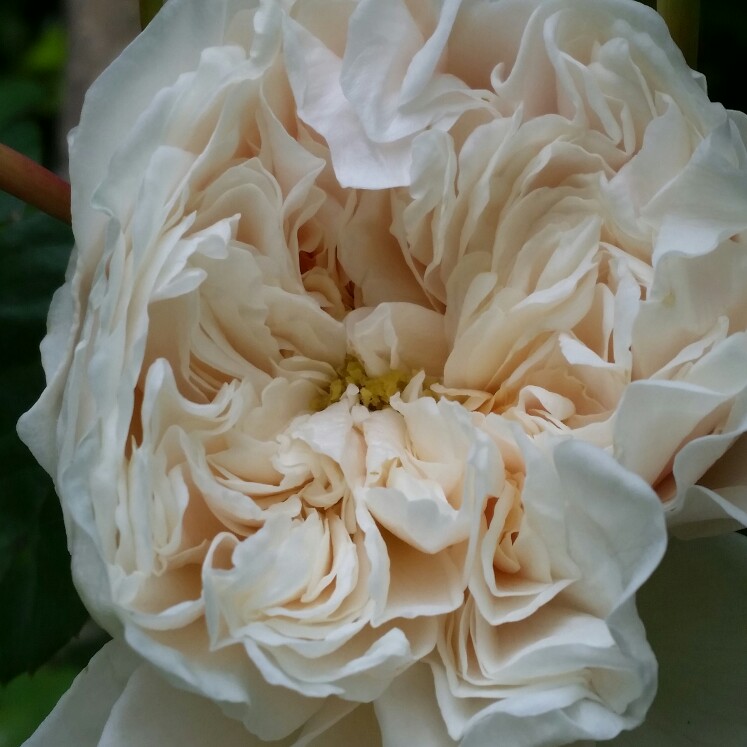 Rose Sombreuil in the GardenTags plant encyclopedia