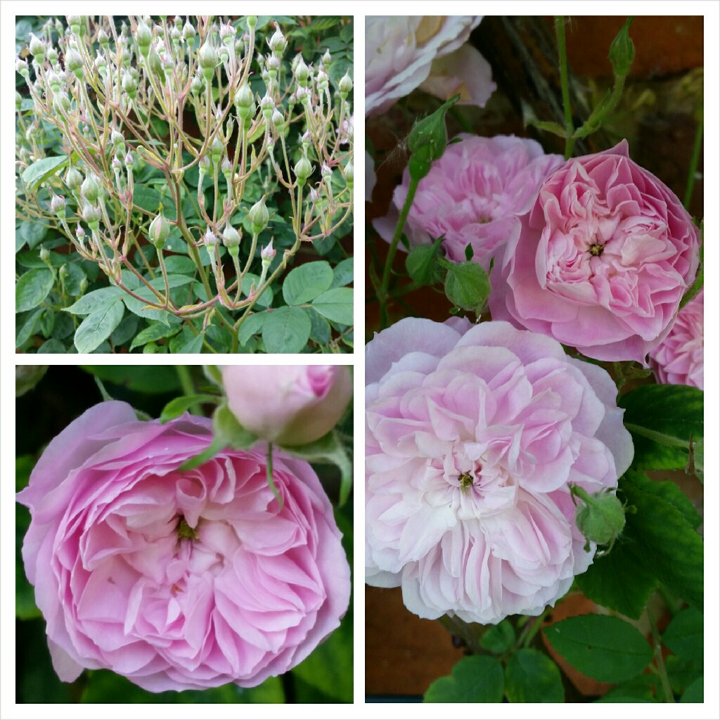 Rosa Laure Davoust in the GardenTags plant encyclopedia Rose Laure Davoust in the GardenTags plant encyclopedia