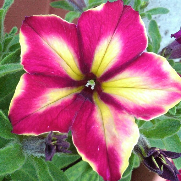 Petunia Wespecramand (Crazytunia Series) syn. Petunia Mandeville in the GardenTags plant encyclopedia Petunia Mandeville in the GardenTags plant encyclopedia