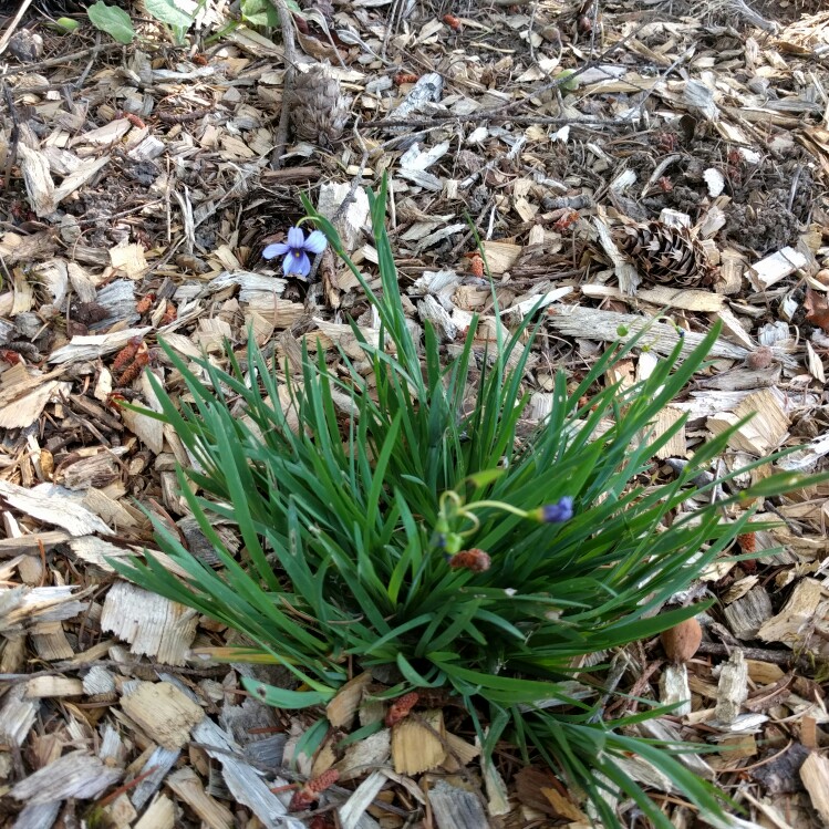 Sisyrinchium bellum in the GardenTags plant encyclopedia Western Blue-eyed Grass in the GardenTags plant encyclopedia