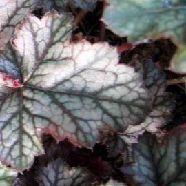 Heuchera Fantasia in the GardenTags plant encyclopedia Alumroot Fantasia in the GardenTags plant encyclopedia