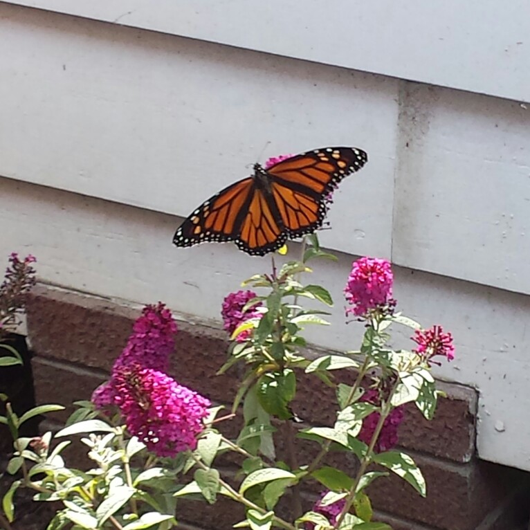 Buddleja Miss Molly in the GardenTags plant encyclopedia Butterfly Bush Miss Molly in the GardenTags plant encyclopedia