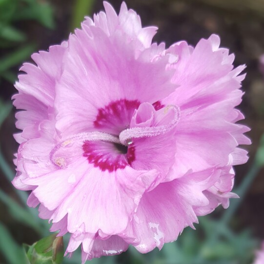 Pink Pop Star in the GardenTags plant encyclopedia