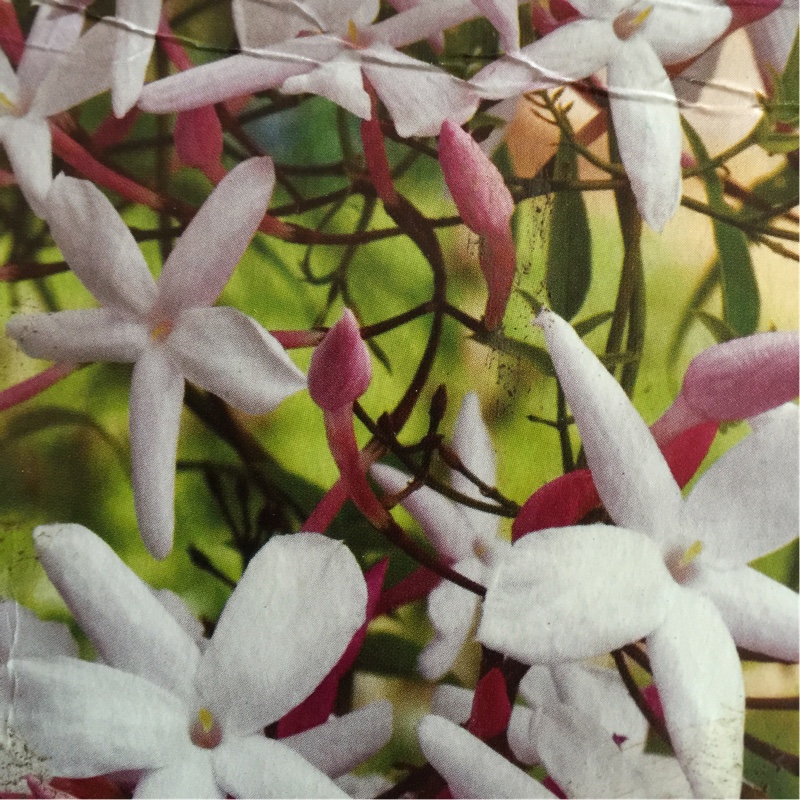 Jasminum officinale Inverleith in the GardenTags plant encyclopedia Jasmine Inverleith in the GardenTags plant encyclopedia