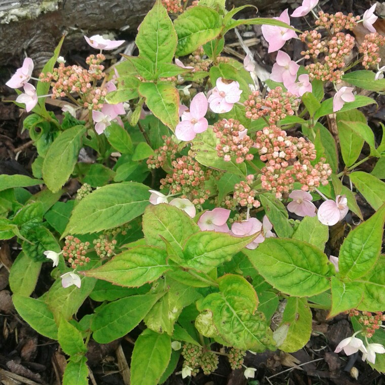 Hydrangea serrata Diadem in the GardenTags plant encyclopedia Hydrangea Diadem in the GardenTags plant encyclopedia