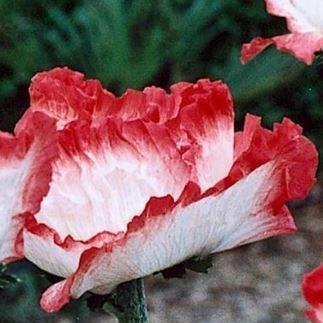 Papaver orientale Place Pigalle in the GardenTags plant encyclopedia Oriental Poppy Place Pigalle in the GardenTags plant encyclopedia