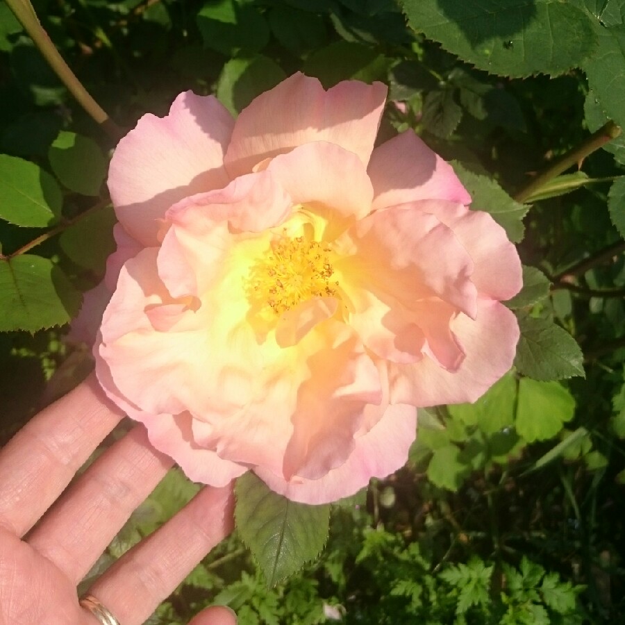 Rosa Fighting Temeraire in the GardenTags plant encyclopedia Rose Fighting Temeraire in the GardenTags plant encyclopedia