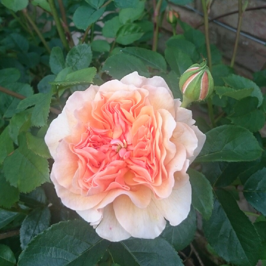 Rosa Port Sunlight in the GardenTags plant encyclopedia Rose Port Sunlight in the GardenTags plant encyclopedia