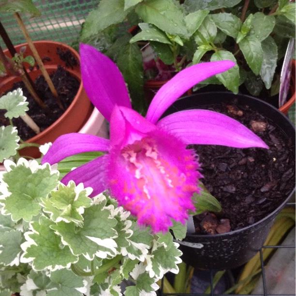 Bletilla striata in the GardenTags plant encyclopedia Hardy Orchid in the GardenTags plant encyclopedia