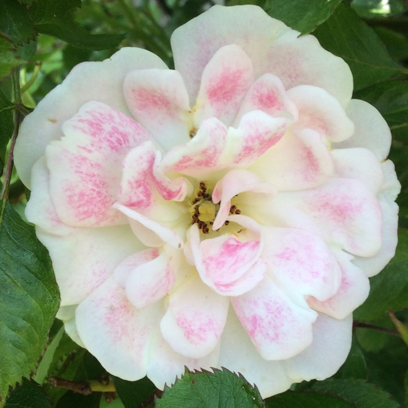 Rosa Korchakon syn. Rosa The Hilda Ogden Rose, Rosa Flirt 2011 in the GardenTags plant encyclopedia Rose The Hilda Ogden Rose (Miniature) in the GardenTags plant encyclopedia