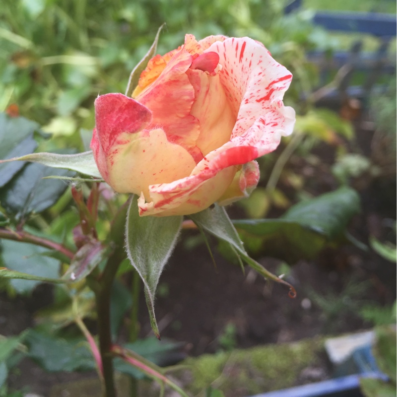 Rosa Wektorcent syn. Rosa Hanky Panky, Rosa City Of Carlsbad in the GardenTags plant encyclopedia Rose Hanky Panky (Floribunda) in the GardenTags plant encyclopedia