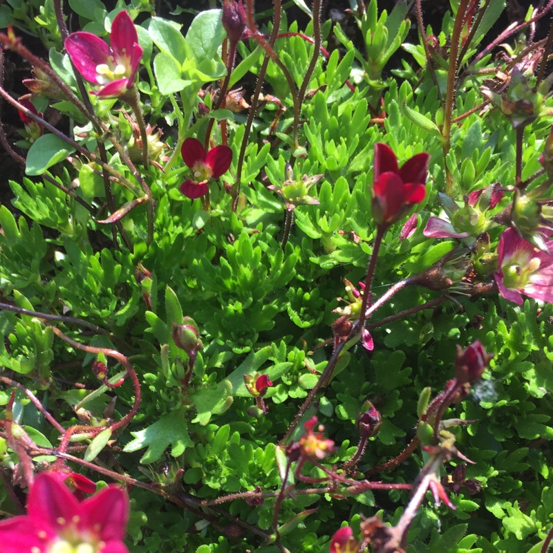Saxifraga x arendsii Touran Scarlet in the GardenTags plant encyclopedia Saxifrage Touran Scarlet in the GardenTags plant encyclopedia
