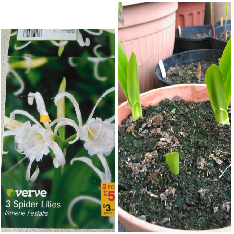 Hymenocallis festalis syn. ismene festalis in the GardenTags plant encyclopedia Peruvian Daffodil in the GardenTags plant encyclopedia