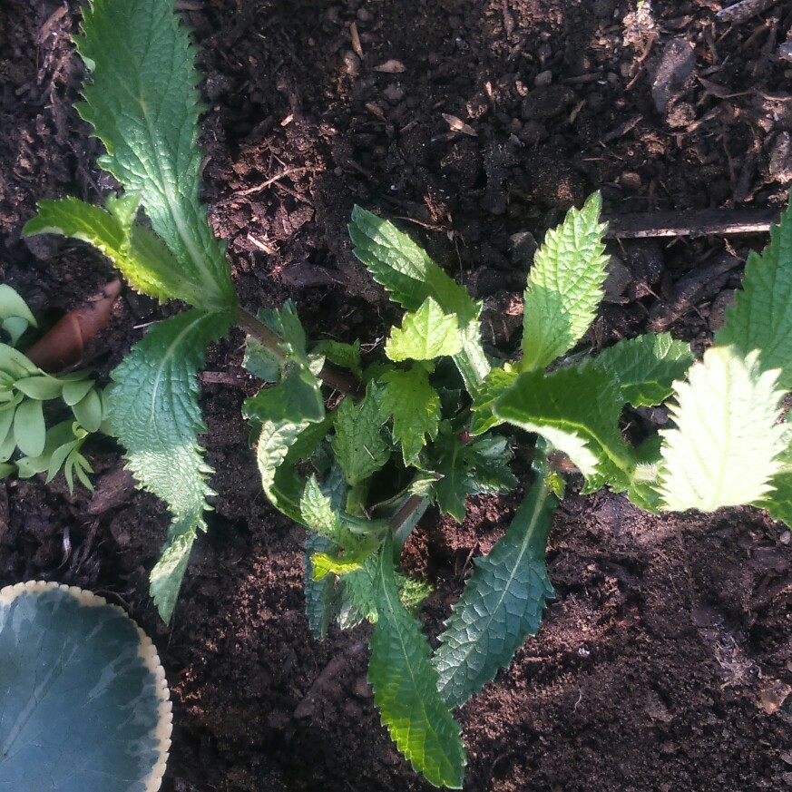 Verbena bonariensis Lollipop in the GardenTags plant encyclopedia Verbena Lollipop in the GardenTags plant encyclopedia