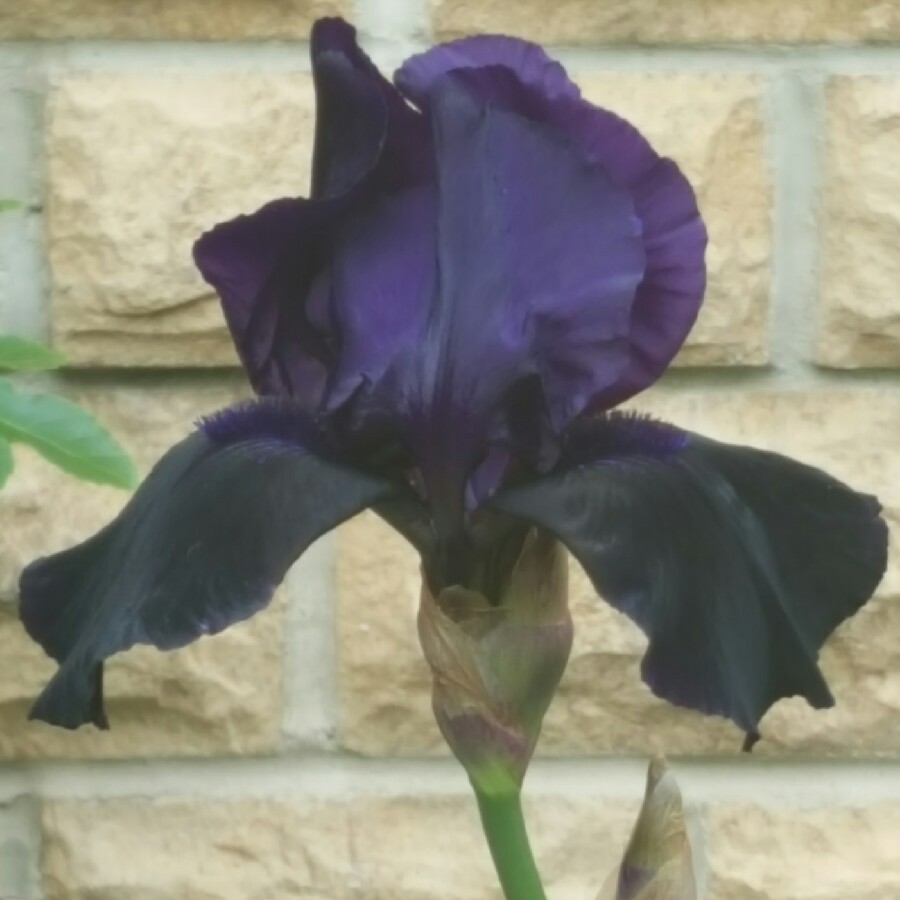 Iris x germanica Deep Black in the GardenTags plant encyclopedia Bearded Iris Deep Black (Tall) in the GardenTags plant encyclopedia