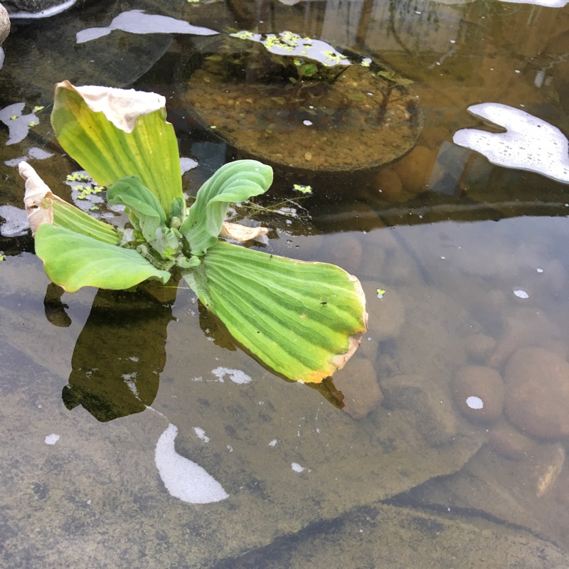 Pistia Stratiotes in the GardenTags plant encyclopedia Water Lettuce in the GardenTags plant encyclopedia