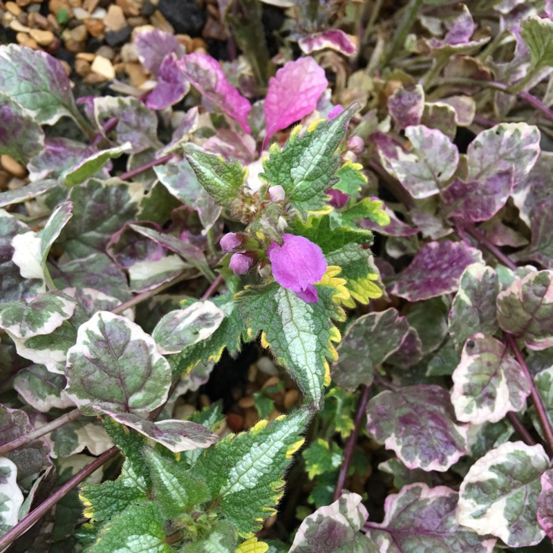 Lamium maculatum Golden Anniversary in the GardenTags plant encyclopedia Spotted Dead Nettle in the GardenTags plant encyclopedia