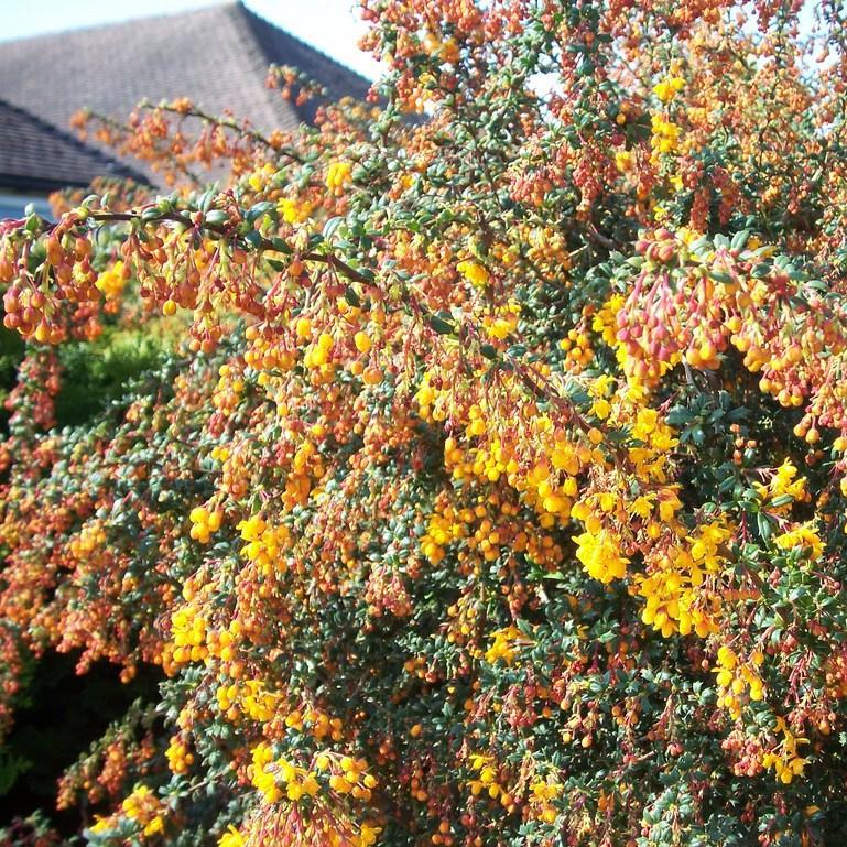 Berberis x stenophylla Crawley Gem in the GardenTags plant encyclopedia Narrow-leafed Barberry in the GardenTags plant encyclopedia