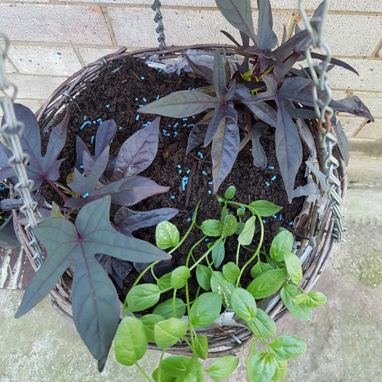 Trailing Black sweet potato in the GardenTags plant encyclopedia