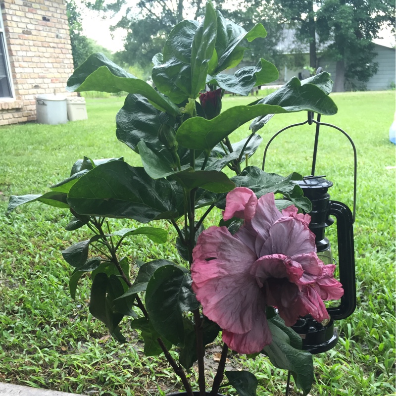 Hibiscus rosa-sinensis Stormy Days in the GardenTags plant encyclopedia Hibiscus Stormy Days in the GardenTags plant encyclopedia